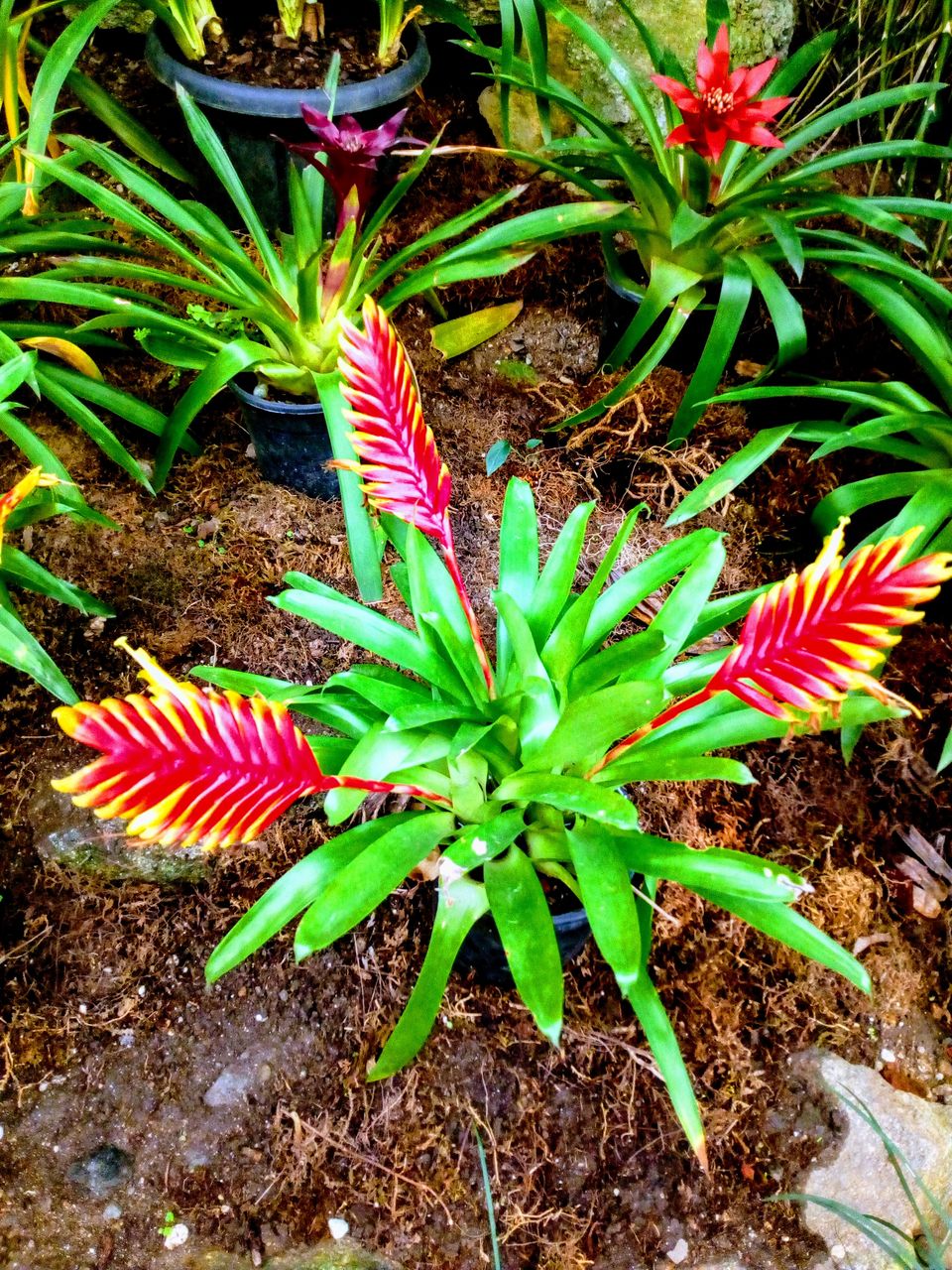 Photo of Flower Exhibition Centre - Ridge Park., Arithang, Gangtok, Sikkim, India by Sneha Roy
