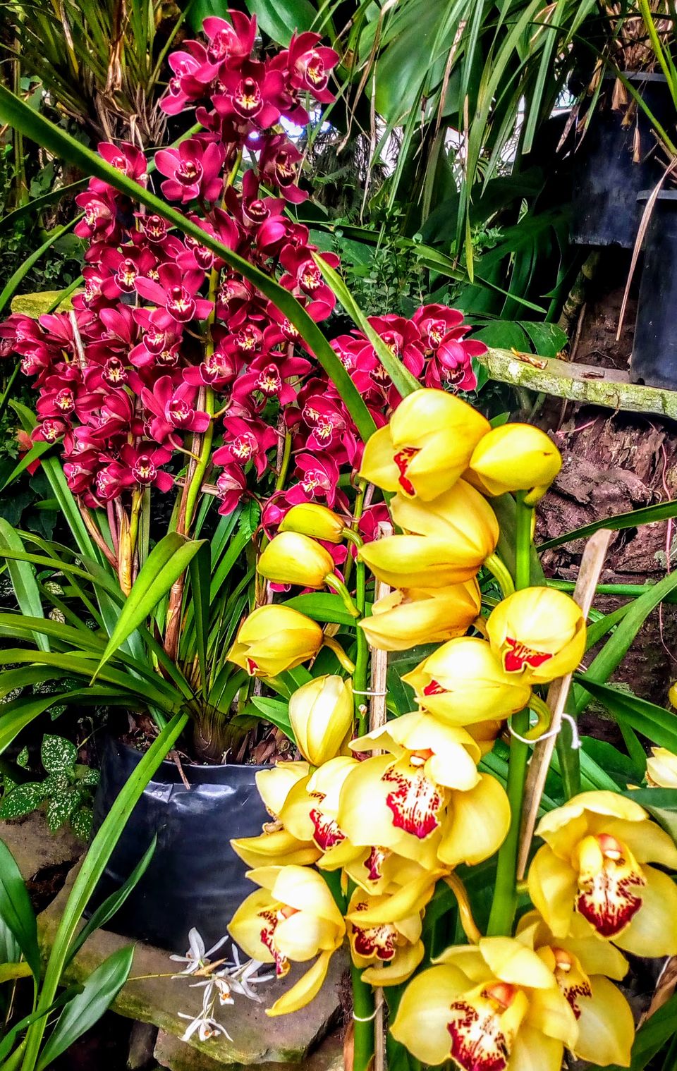 Photo of Flower Exhibition Centre - Ridge Park., Arithang, Gangtok, Sikkim, India by Sneha Roy