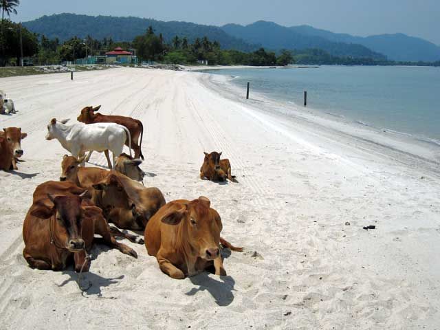 Photo of Tourism in Langkawi – A Love Story. by Steve
