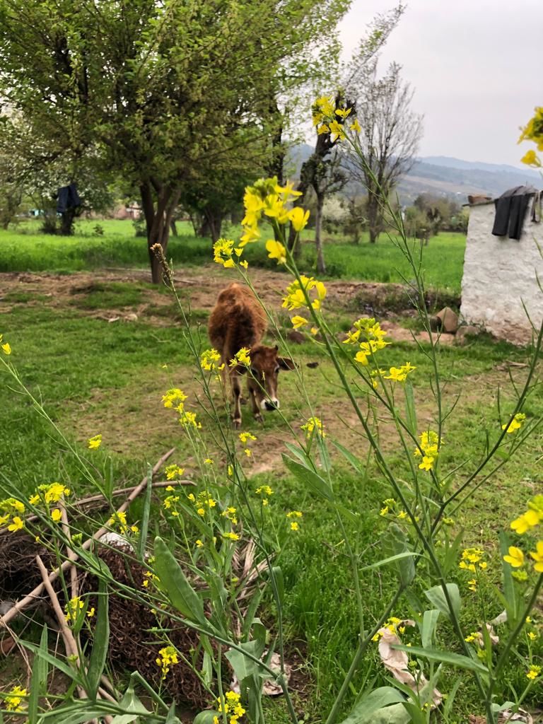 Photo of Ramnagar, Udhampur by Pallavi Sareen