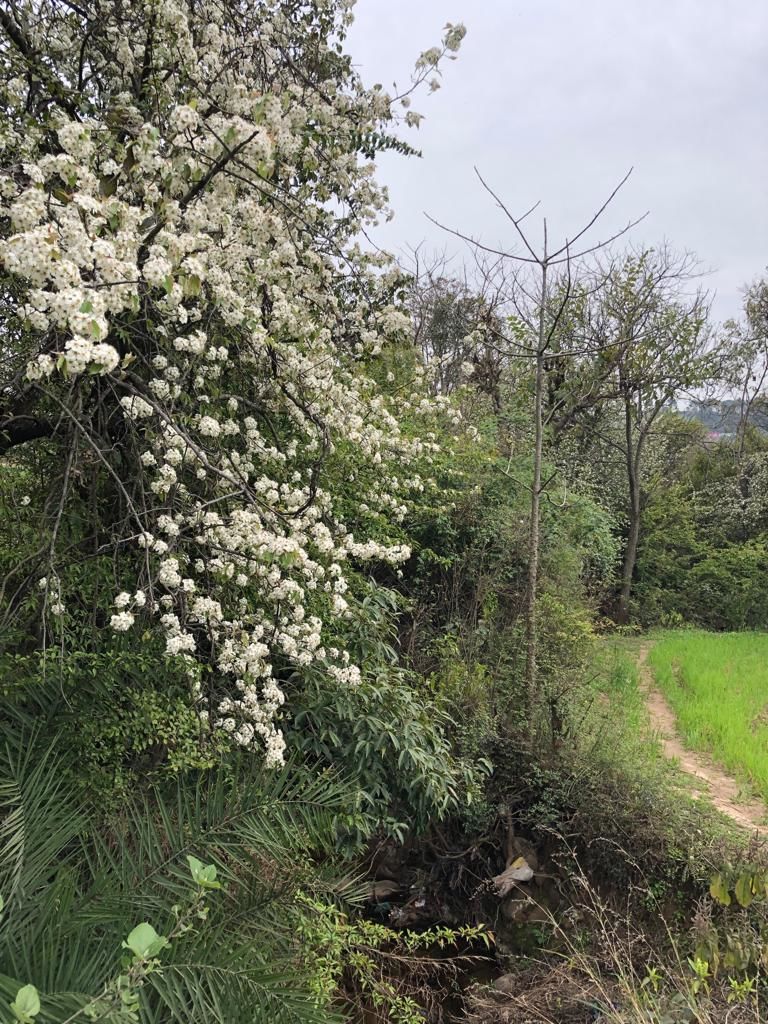 Photo of Ramnagar, Udhampur by Pallavi Sareen