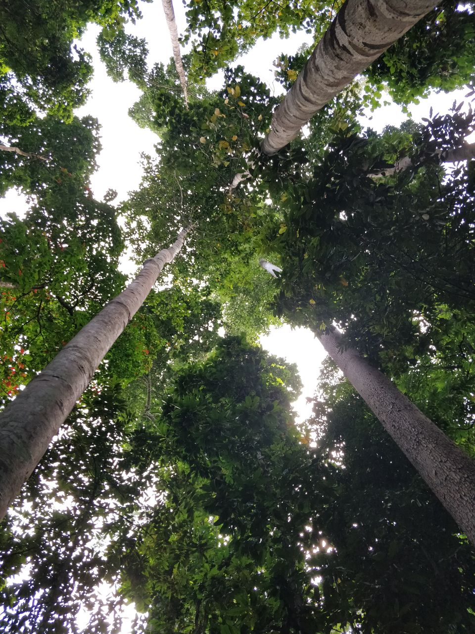 Photo of Havelock Island, Andaman and Nicobar Islands by Arun Cherian