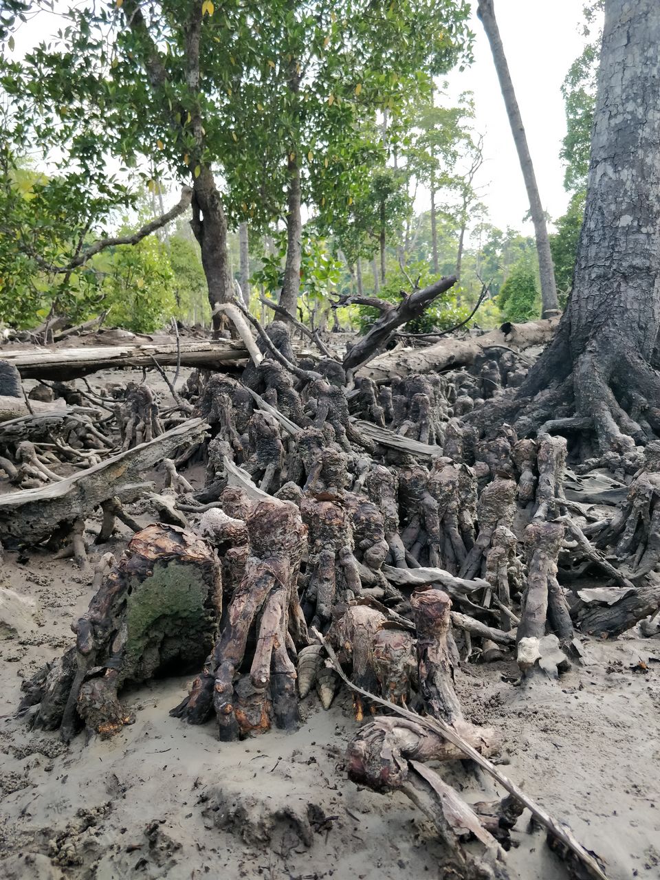 Photo of Havelock Island, Andaman and Nicobar Islands by Arun Cherian
