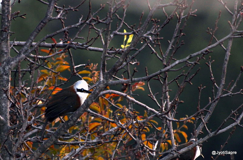 Photo of An autumn trip to Himalayan village, Sonapani 13/18 by Jyoti Sapre