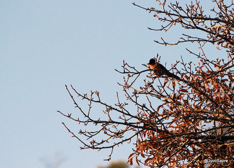 Photo of An autumn trip to Himalayan village, Sonapani 16/18 by Jyoti Sapre