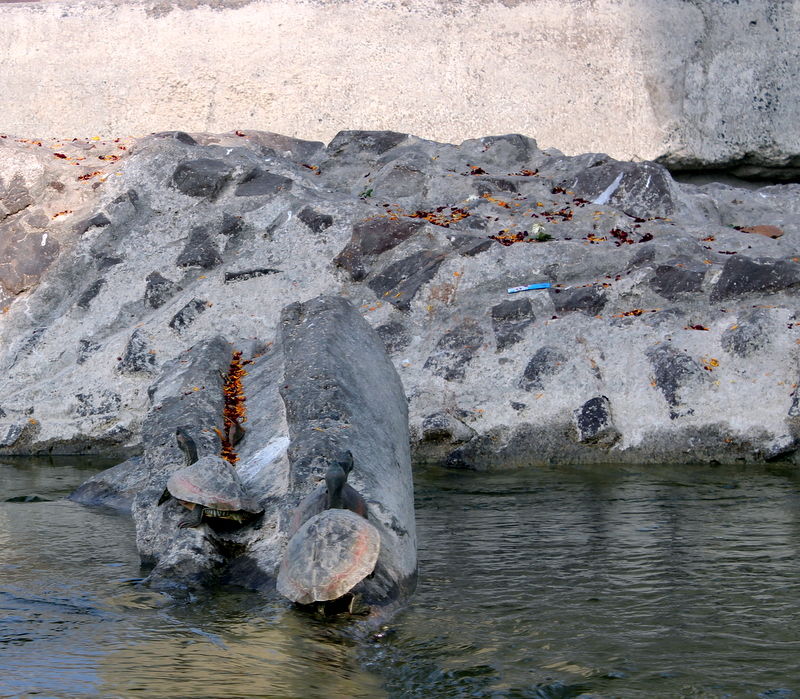 Photo of A weekend visit to Dhaulpur 6/31 by Jyoti Sapre