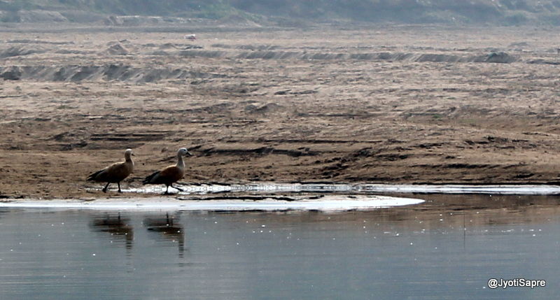 Photo of A weekend visit to Dhaulpur 8/31 by Jyoti Sapre