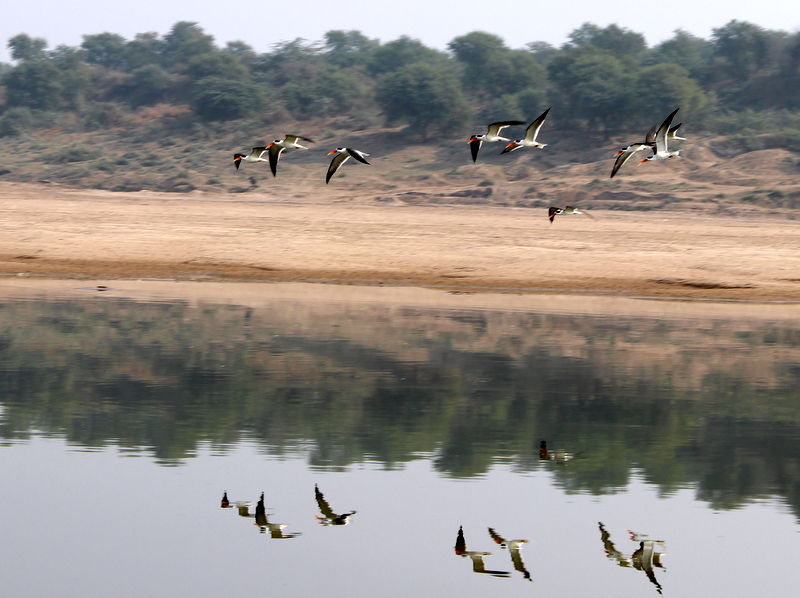 Photo of A weekend visit to Dhaulpur 10/31 by Jyoti Sapre