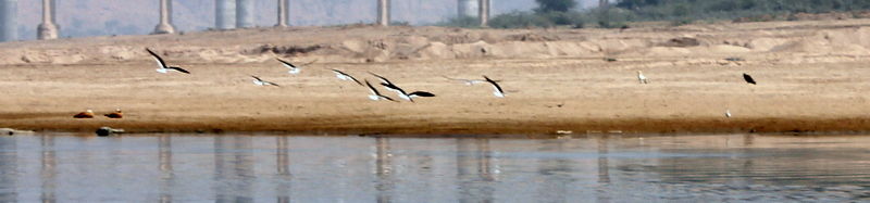 Photo of A weekend visit to Dhaulpur 11/31 by Jyoti Sapre