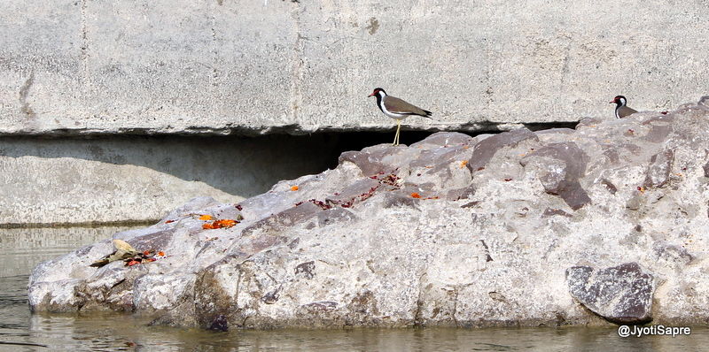 Photo of A weekend visit to Dhaulpur 12/31 by Jyoti Sapre