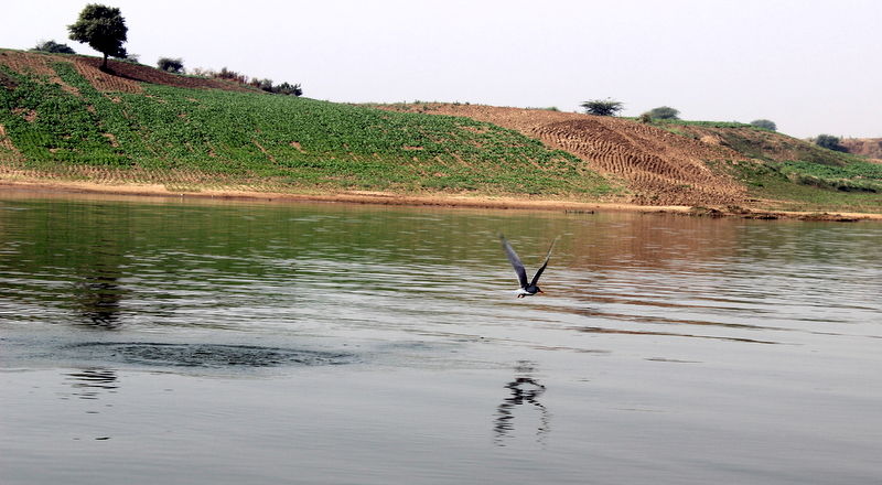 Photo of A weekend visit to Dhaulpur 14/31 by Jyoti Sapre