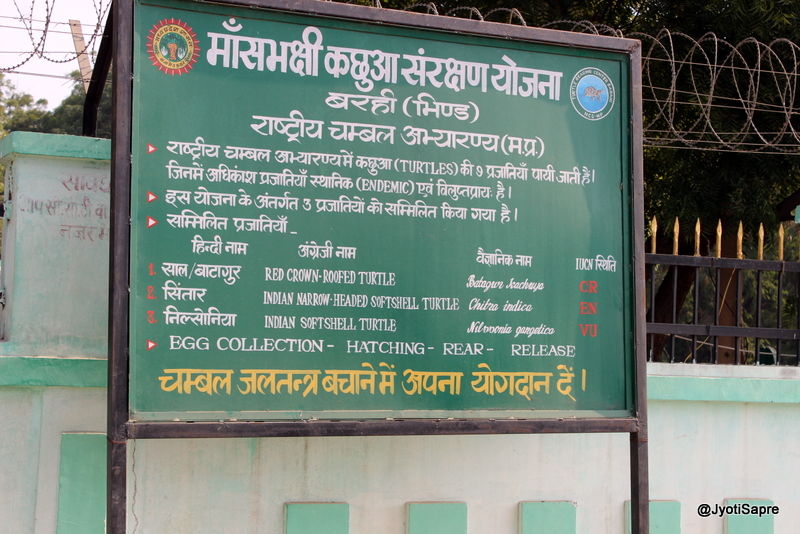 Photo of A weekend visit to Dhaulpur 17/31 by Jyoti Sapre