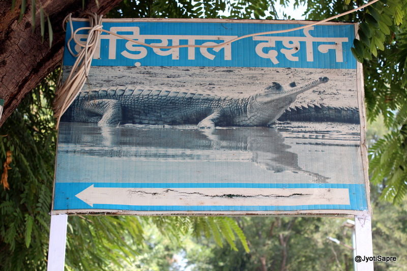 Photo of A weekend visit to Dhaulpur 19/31 by Jyoti Sapre