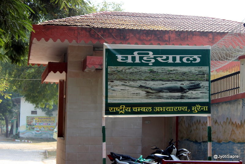 Photo of A weekend visit to Dhaulpur 20/31 by Jyoti Sapre