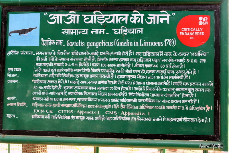 Photo of A weekend visit to Dhaulpur 29/31 by Jyoti Sapre