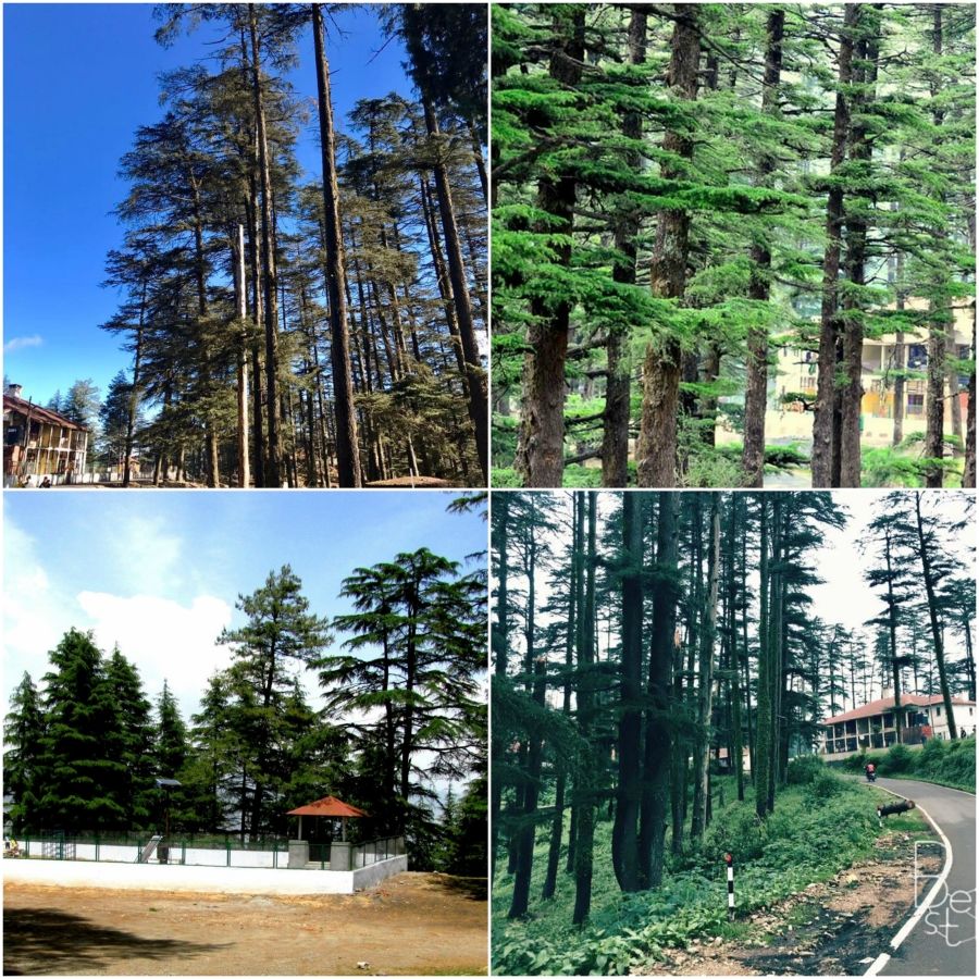 Photo of A Budget Friendly Trip To Chakrata!!! by Shweta Joshi