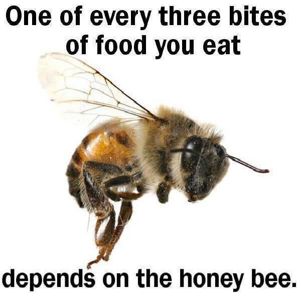 Photo of Why bees are important for us 2/3 by HPLCCO Organisation