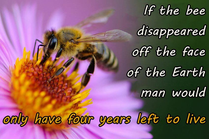 Photo of Why bees are important for us 3/3 by HPLCCO Organisation