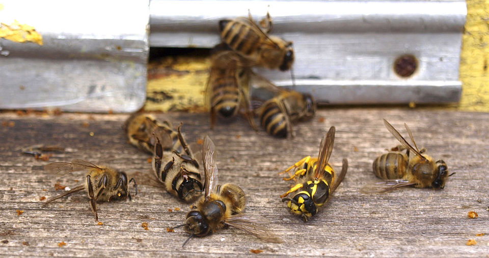 Photo of Why Honeybees Are Disappearing 1/2 by HPLCCO Organisation