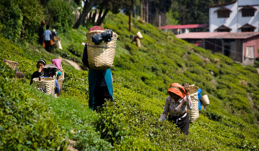 Photo of Happy Valley Tea Estate, Lebong Cart Road, Chauk Bazaar, Darjeeling, West Bengal, India by Tripoto