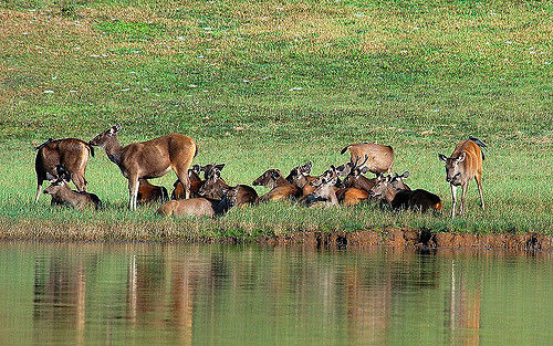 Photo of Thekkady, Kerala, India by Tripoto