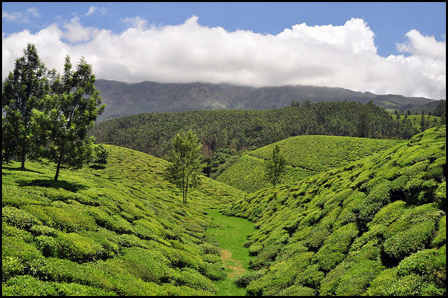 Photo of Munnar, Kerala, India by Tripoto