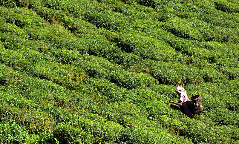 Photo of The Tea Gardens, Toy Train and Other Things to do in Darjeeling (3D/2N) 1/18 by Tripoto