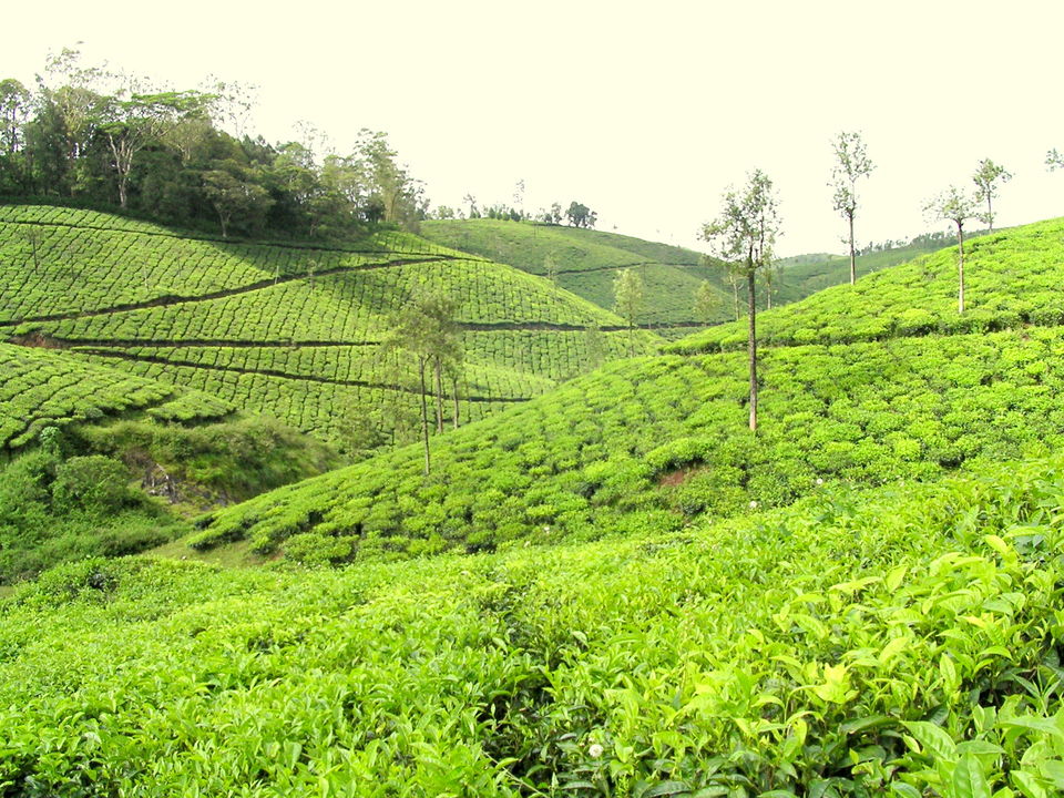 Photo of Idukki, Kerala, India by Tripoto