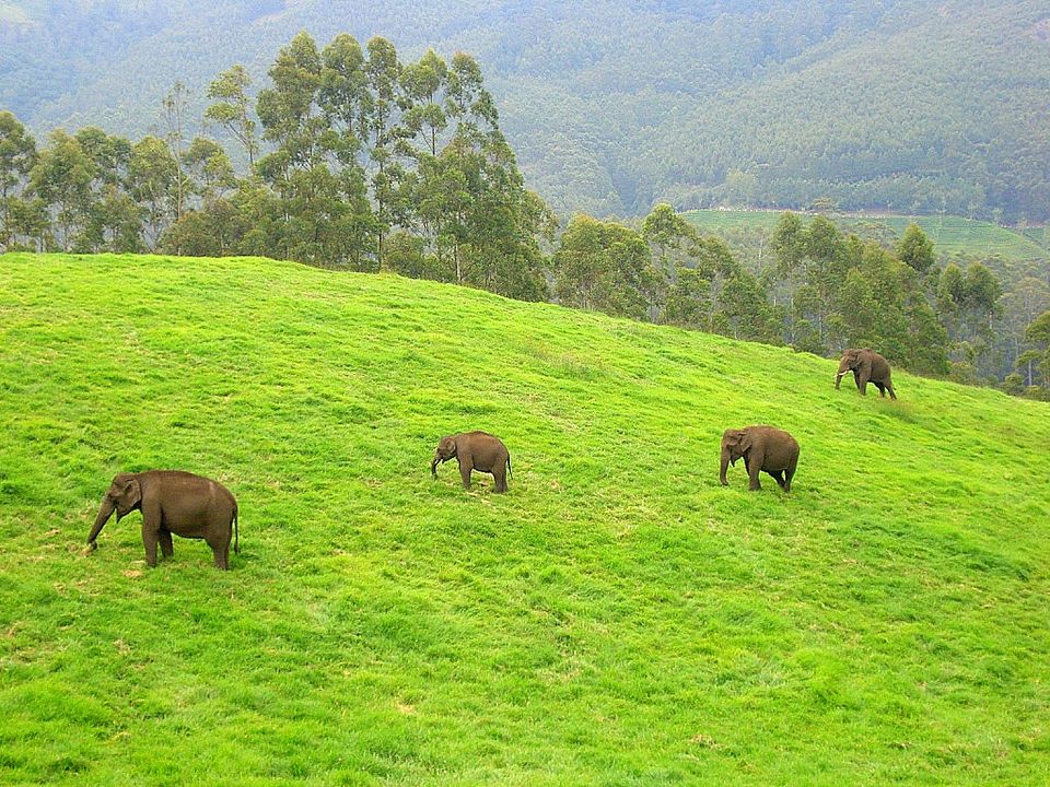 Photo of Munnar, Kerala, India by Tripoto
