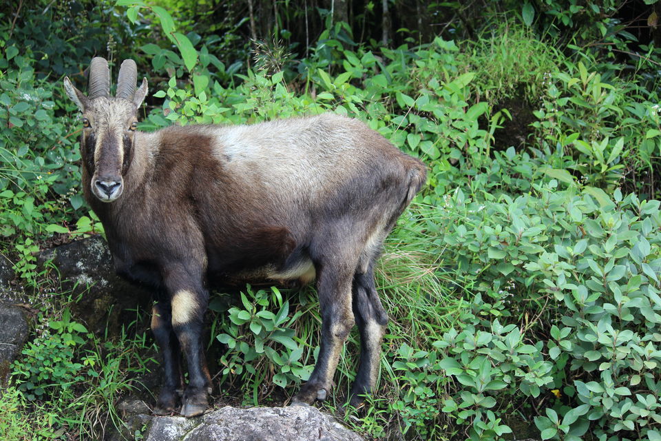Photo of Eravikulam National Park, Kannan Devan Hills, Kerala, India by Tripoto