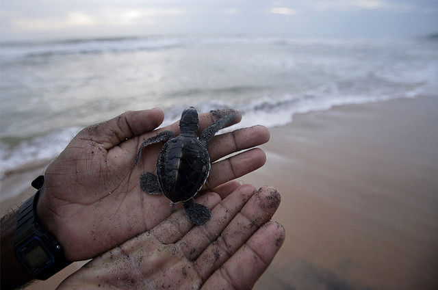 Photo of Hikkaduwa, Southern Province, Sri Lanka by Tripoto