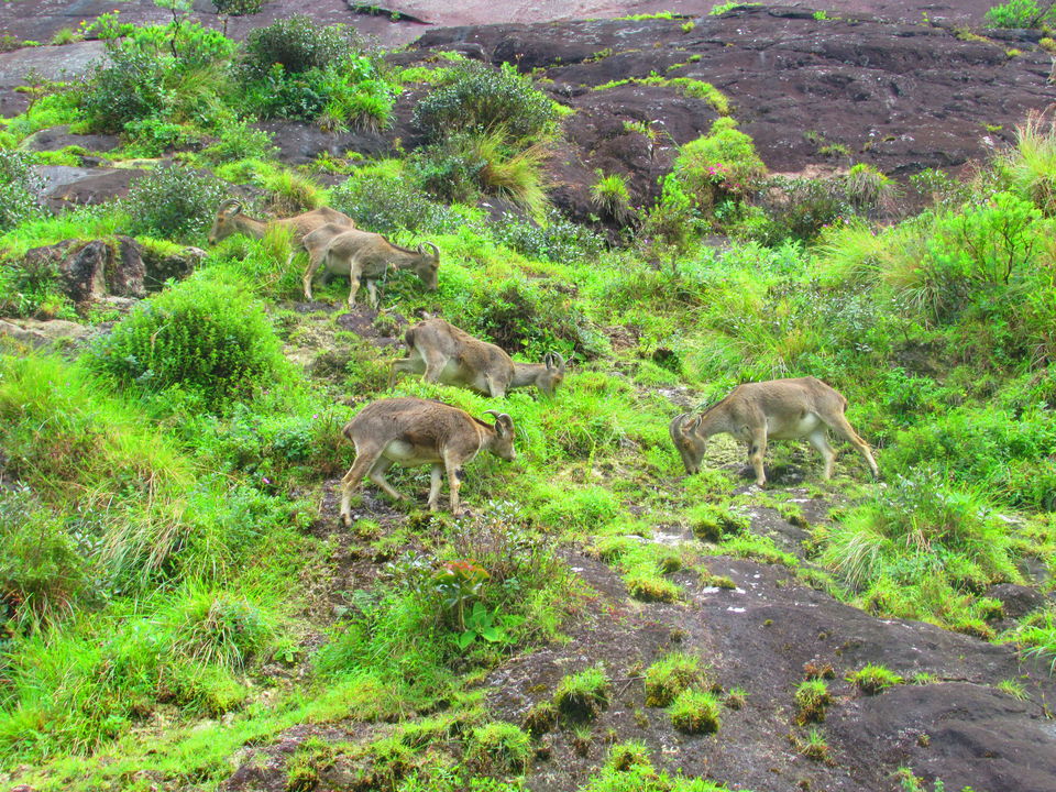 Photo of Munnar, Kerala, India by TheWanderGirl