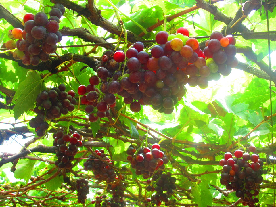 Photo of Thekkady, Kerala, India by TheWanderGirl