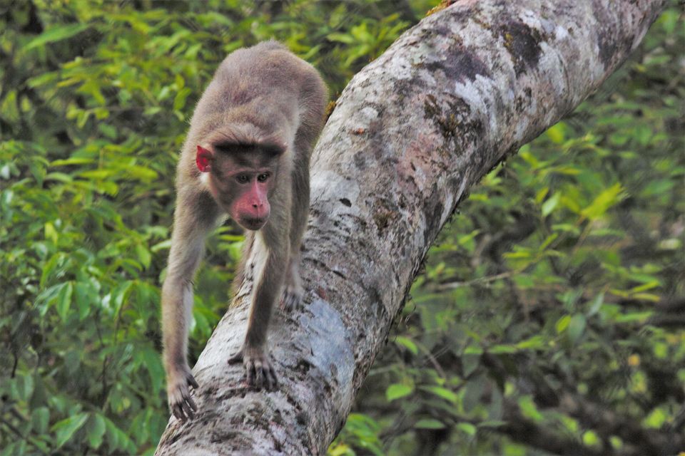 Photo of Travelogue - Enchanting Vythiri 1/1 by Vikram Mn