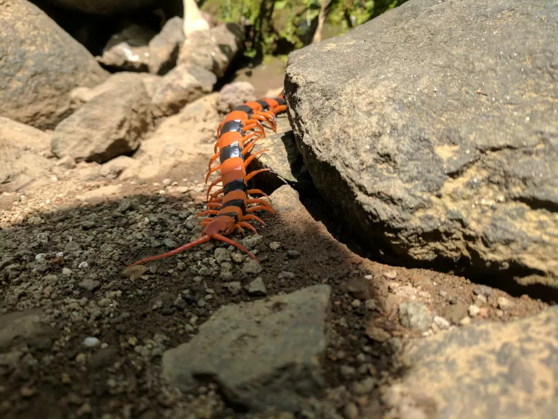 Photo of A FORAY INTO THE WILD by Neelesh