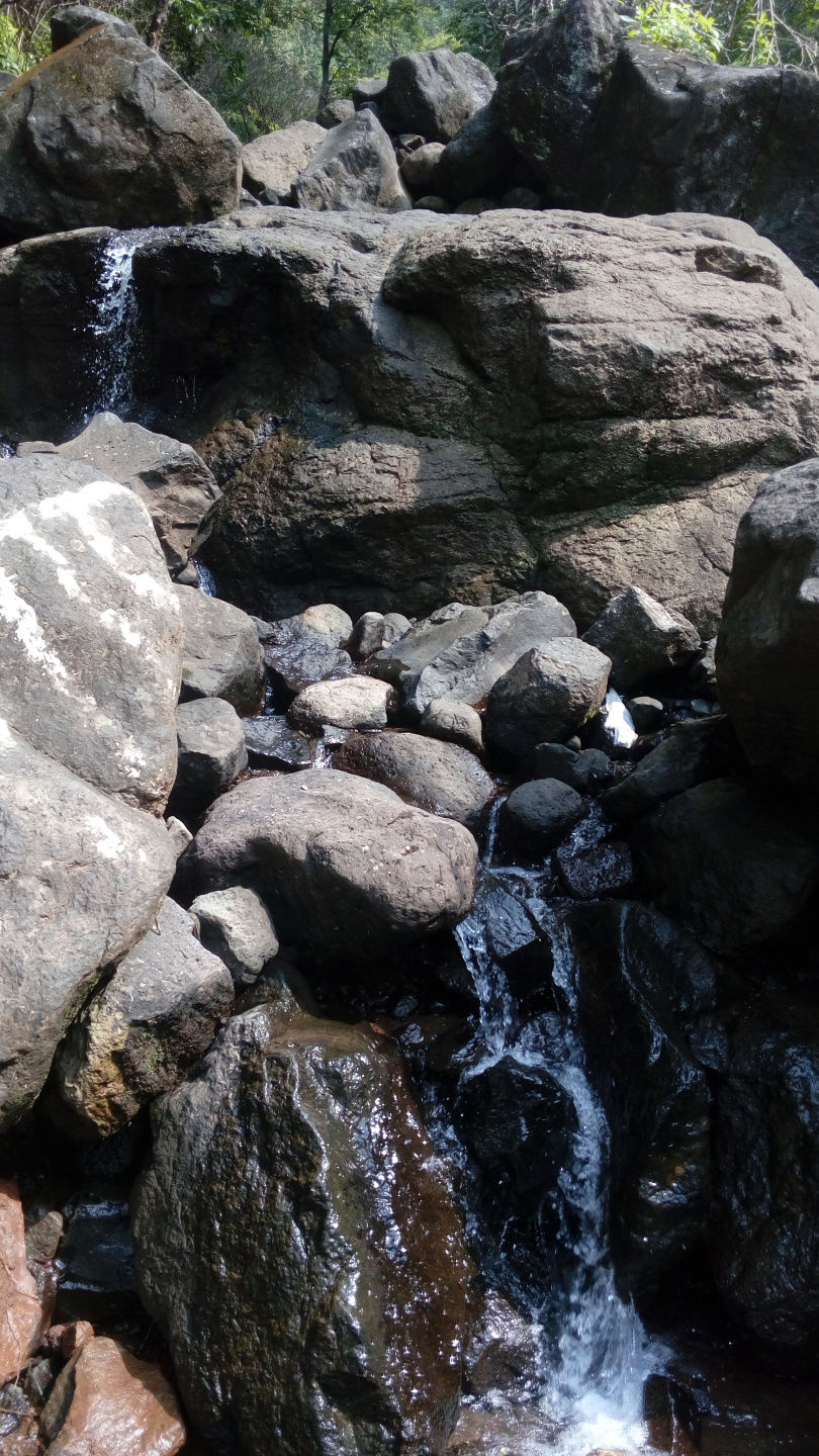 Photo of A FORAY INTO THE WILD by Neelesh Chandola