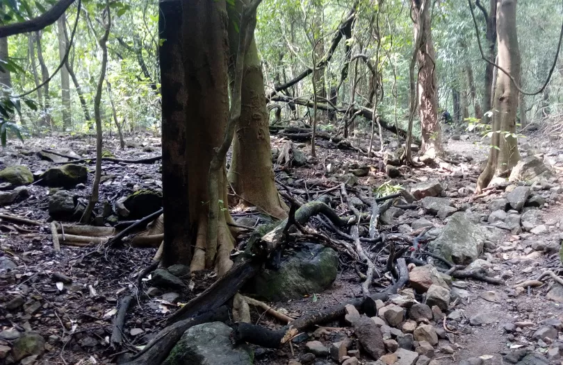 Photo of A FORAY INTO THE WILD by Neelesh