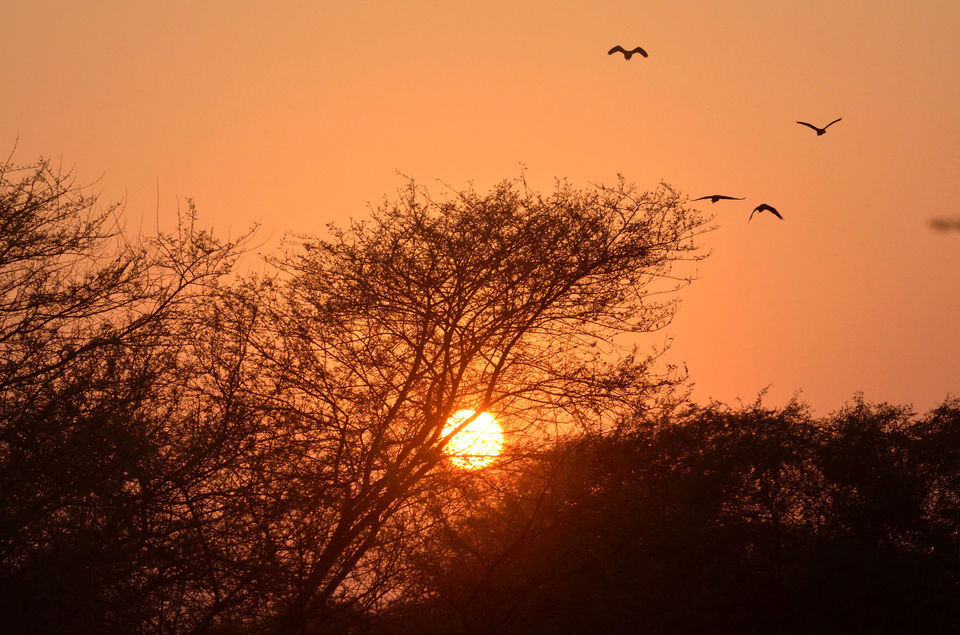 Photo of Bharatpur Bird Sanctuary or Keoladeo Ghana National Park at Bharatpur. 3/8 by Bikram Jeet