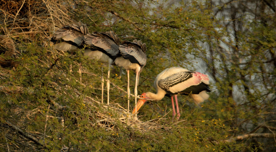 Photo of Bharatpur Bird Sanctuary or Keoladeo Ghana National Park at Bharatpur. 4/8 by Bikram Jeet