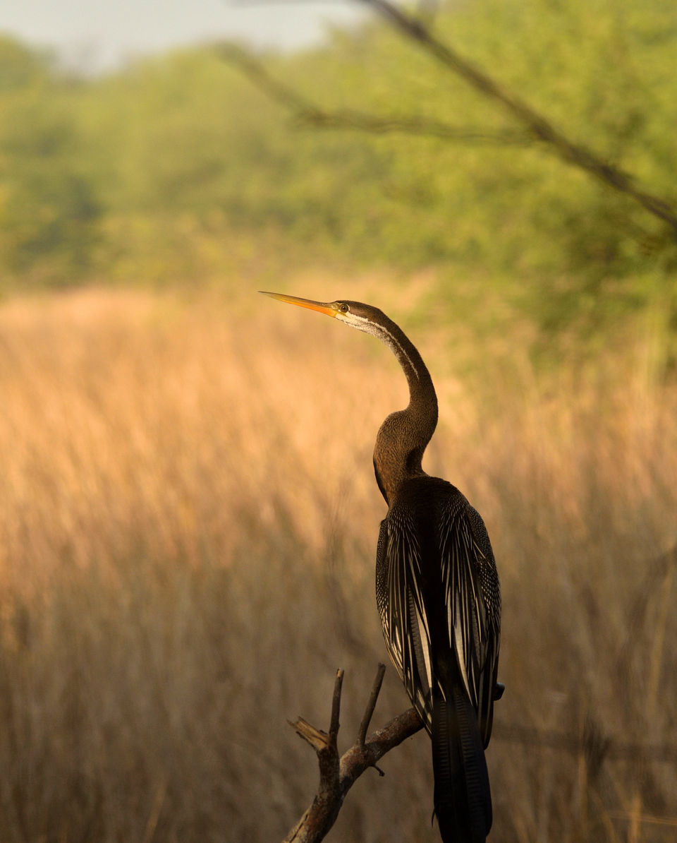 Photo of Bharatpur Bird Sanctuary or Keoladeo Ghana National Park at Bharatpur. 5/8 by Bikram Jeet