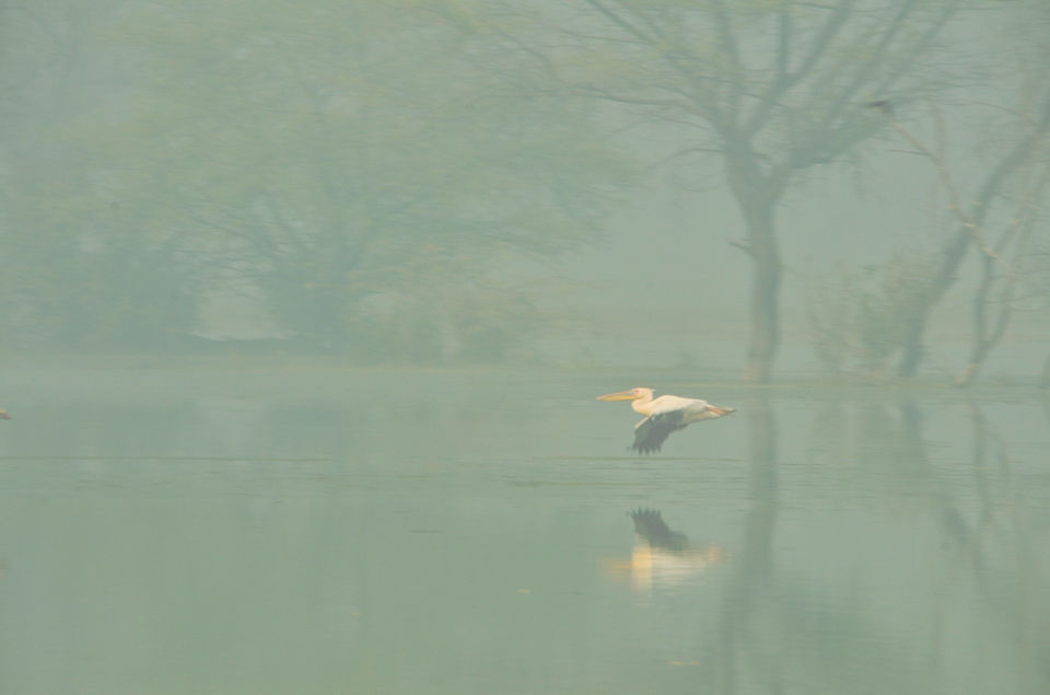 Photo of Bharatpur Bird Sanctuary or Keoladeo Ghana National Park at Bharatpur. 6/8 by Bikram Jeet