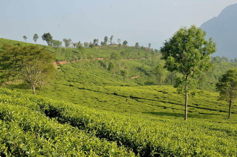 Photo of Ooty & Coonoor- few days in the lap of blue mountains. 1/11 by Bikram Jeet