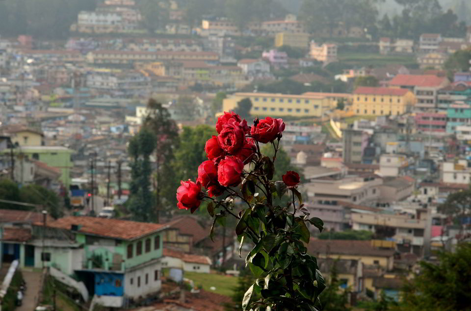 Photo of Ooty & Coonoor- few days in the lap of blue mountains. 5/11 by Bikram Jeet