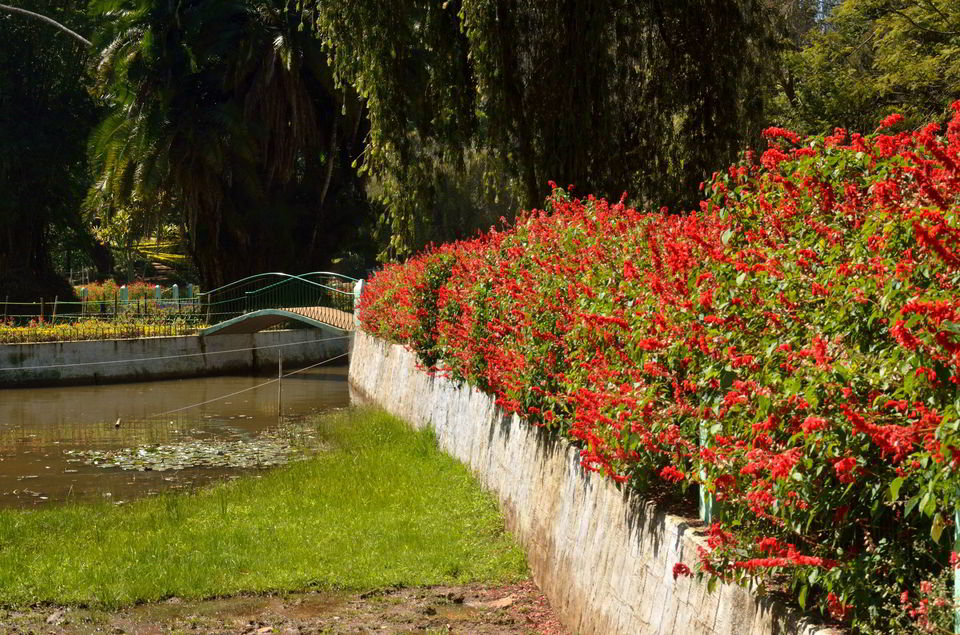 Photo of Ooty & Coonoor- few days in the lap of blue mountains. 6/11 by Bikram Jeet