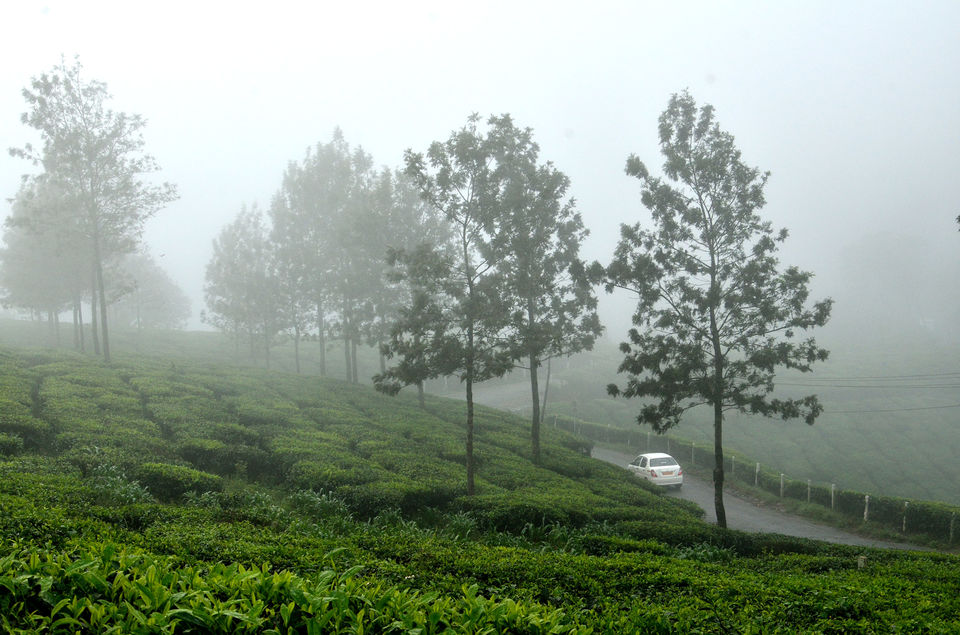 Photo of Munnar- The Kashmir of Kerala! 1/10 by Bikram Jeet