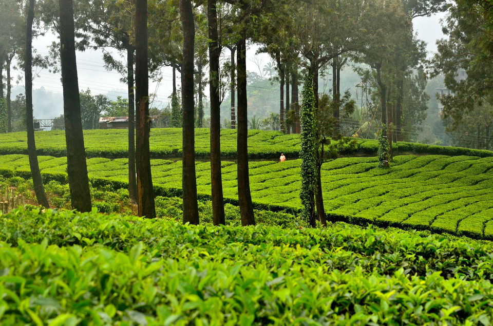 Photo of Munnar- The Kashmir of Kerala! 5/10 by Bikram Jeet