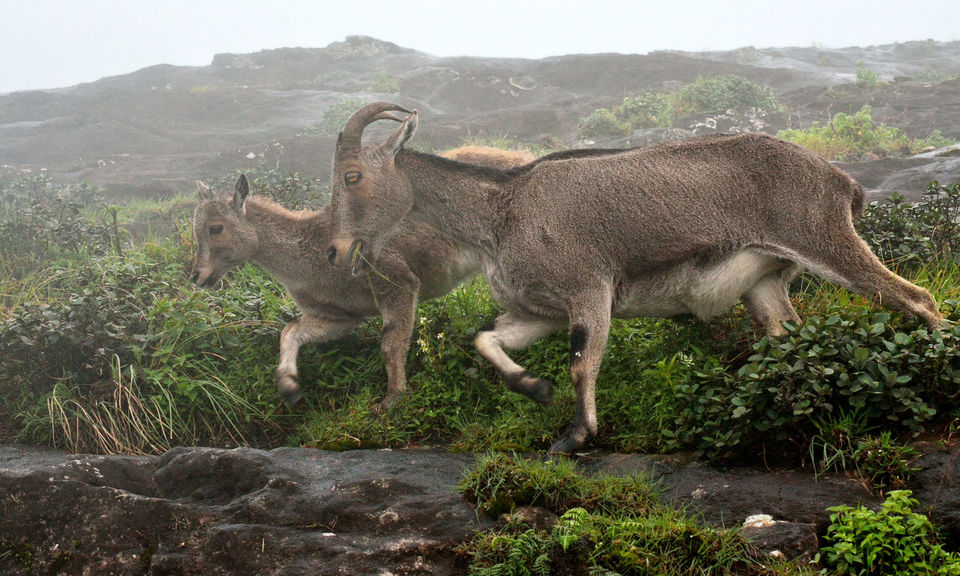 Photo of Munnar- The Kashmir of Kerala! 6/10 by Bikram Jeet