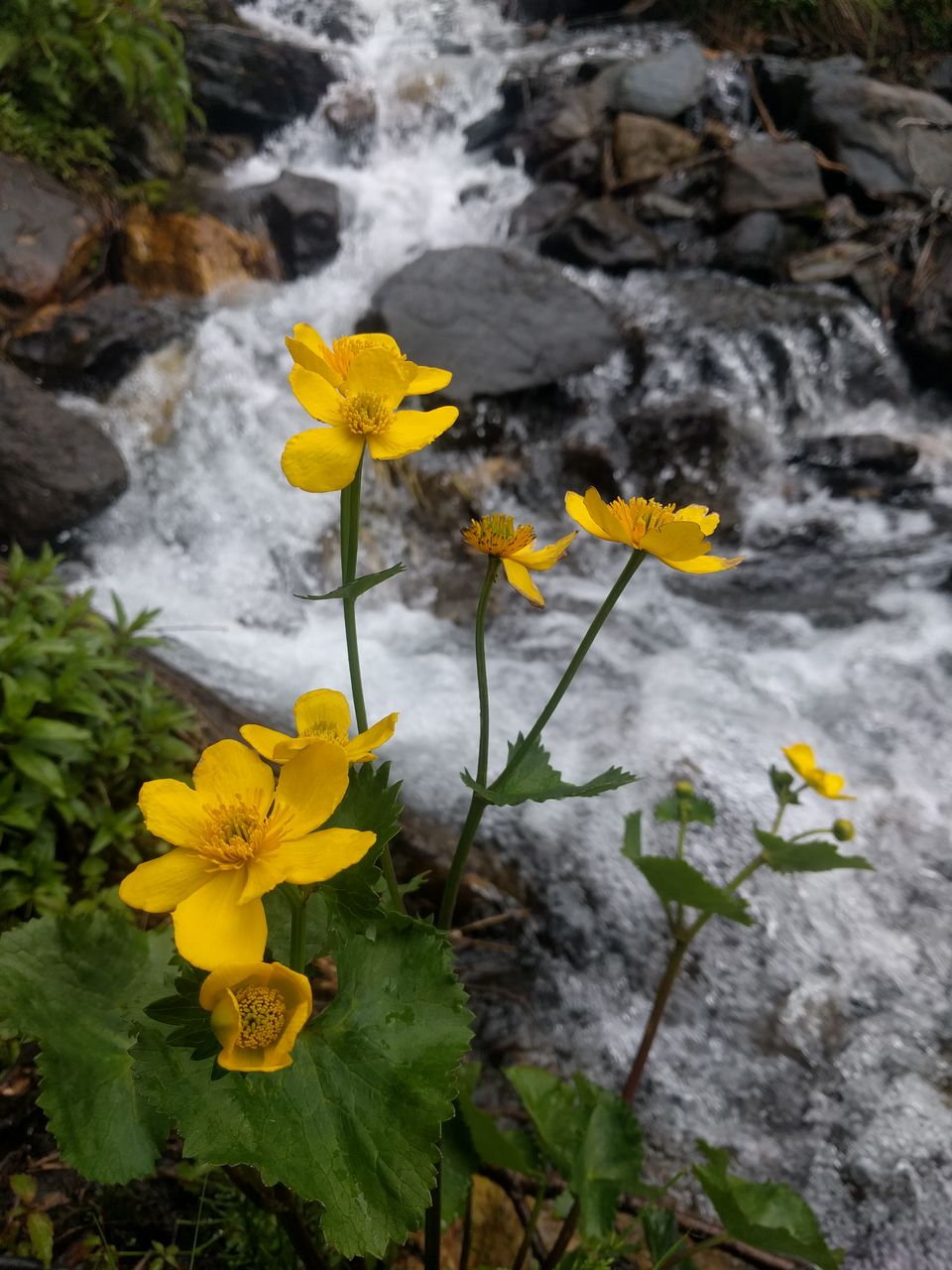 Photo of Looking for hidden waterfalls in Waichin Valley (and found some) by Vaibhav Gangrade