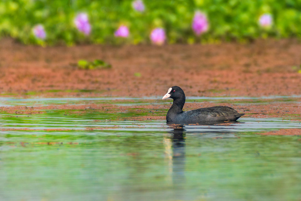 Photo of Chupi Char - Place to Breathe with Birds 3/28 by Soham Das