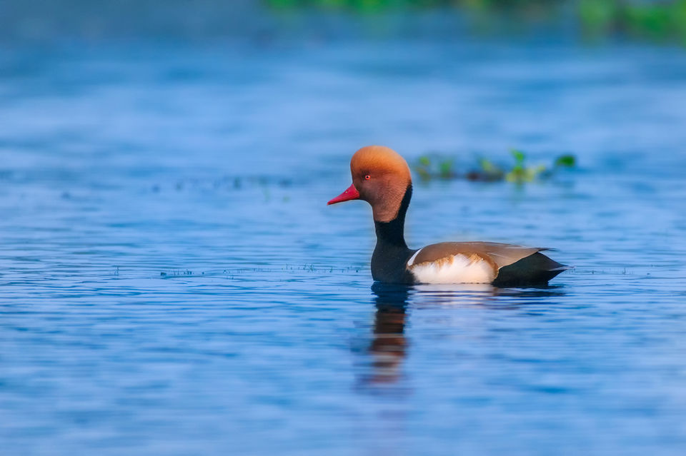 Photo of Chupi Char - Place to Breathe with Birds 4/28 by Soham Das